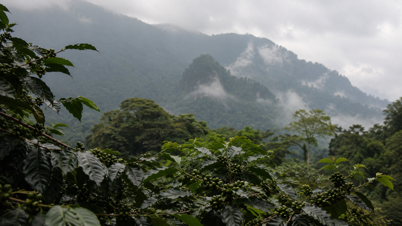 Café de Veracruz cultivado en fincas cafetaleras