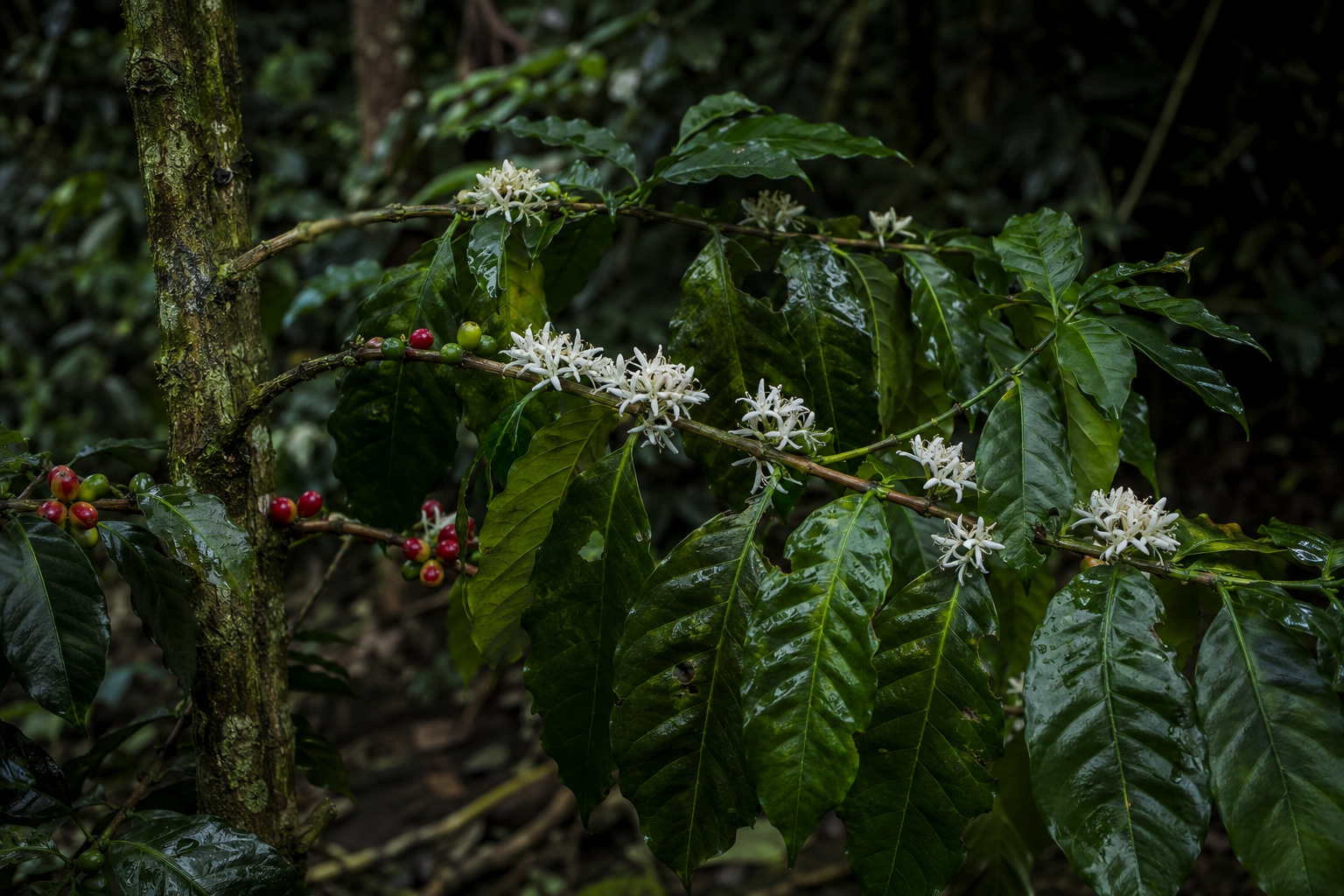 Planta de café Arábica Criollo